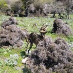 Samothraki